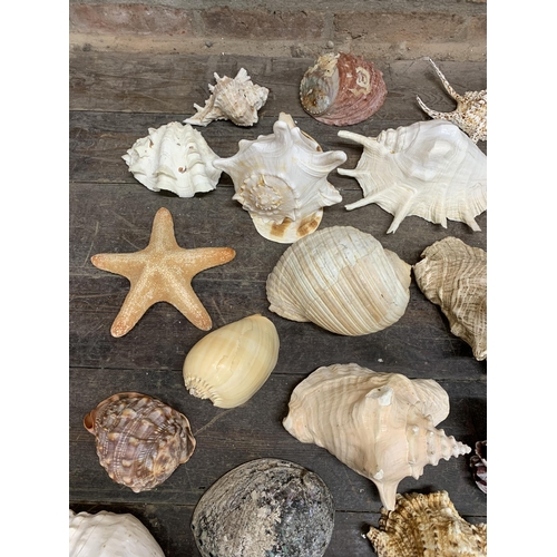 2366 - Large collection of large sea shells