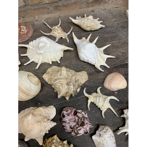 2366 - Large collection of large sea shells