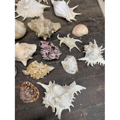 2366 - Large collection of large sea shells