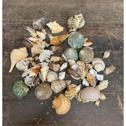 2366 - Large collection of large sea shells