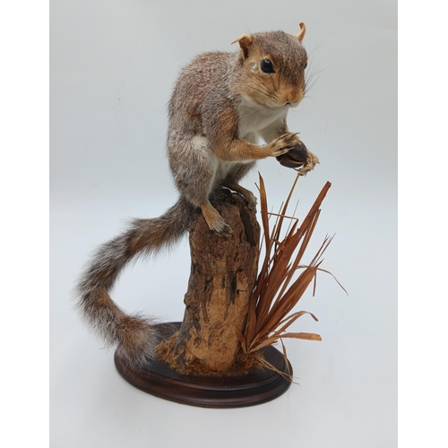 2361 - Taxidermy Squirrel Holding Nut On Naturalistic Base. H 40cm.