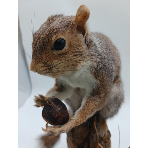 2361 - Taxidermy Squirrel Holding Nut On Naturalistic Base. H 40cm.