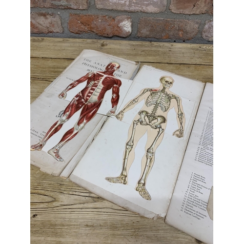 2454 - Bailliere's Popular Atlas of the Anatomy and Physiology of the Male Human Body (AF)