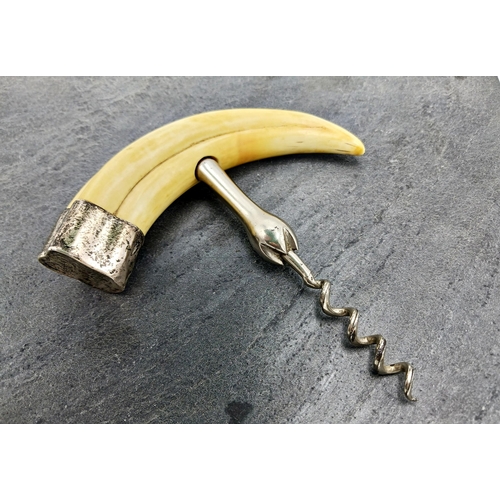 144 - Silver mounted boar tusk corkscrew, maker Grey & Co, Chester 1912, 16cm long