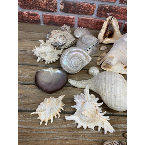 2285 - Collection of good sea shells, to include large, spikey and pearl examples (three boxes)