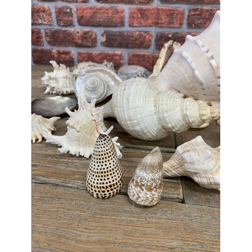 2285 - Collection of good sea shells, to include large, spikey and pearl examples (three boxes)