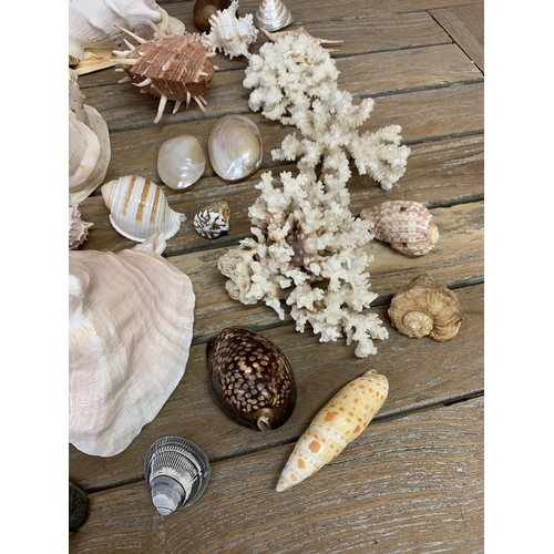 2285 - Collection of good sea shells, to include large, spikey and pearl examples (three boxes)