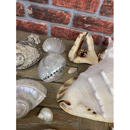 2285 - Collection of good sea shells, to include large, spikey and pearl examples (three boxes)