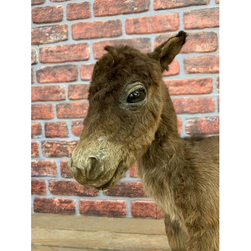 421 - Taxidermy - scarce miniature Falabella Pony, Equus Ferus Caballus, the Falabella is an Argentine bre... 