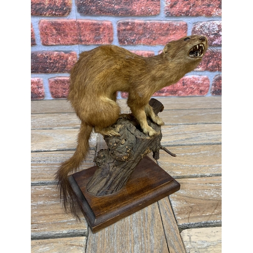 422 - Taxidermy - stoat atop naturalistic tree branch base, Mustela Erminea, H 24.5cm