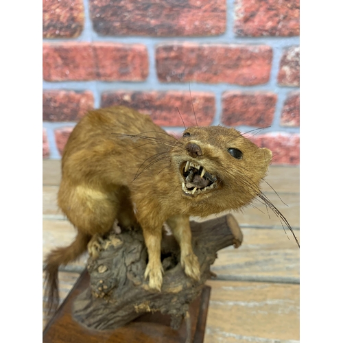 422 - Taxidermy - stoat atop naturalistic tree branch base, Mustela Erminea, H 24.5cm