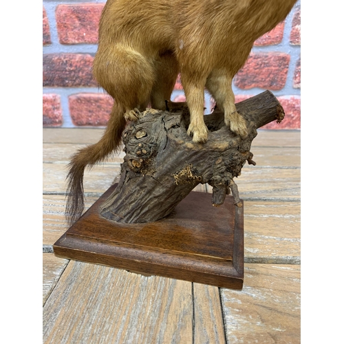 422 - Taxidermy - stoat atop naturalistic tree branch base, Mustela Erminea, H 24.5cm