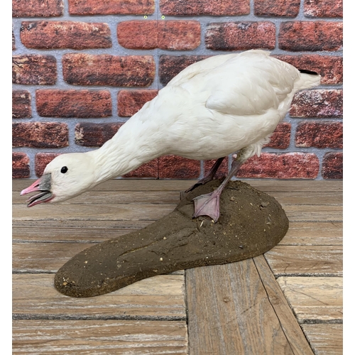 423 - Taxidermy - snow goose set atop naturalistic base, Anser Caerulescnes, H 31cm x W 57cm x D 19cm