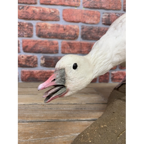 423 - Taxidermy - snow goose set atop naturalistic base, Anser Caerulescnes, H 31cm x W 57cm x D 19cm