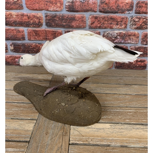 423 - Taxidermy - snow goose set atop naturalistic base, Anser Caerulescnes, H 31cm x W 57cm x D 19cm