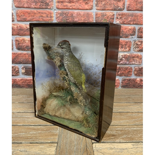 429 - Taxidermy - European green woodpecker held in a glazed case with naturalistic surround, Picus Viridi... 