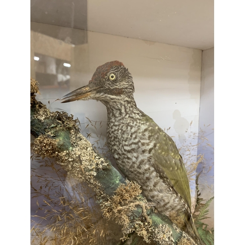 429 - Taxidermy - European green woodpecker held in a glazed case with naturalistic surround, Picus Viridi... 