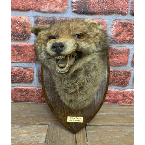 437 - Taxidermy - Fox head mounted on wooden shield plaque, Vulpes Vulpes, by E F Spicer of Leamington Spa... 