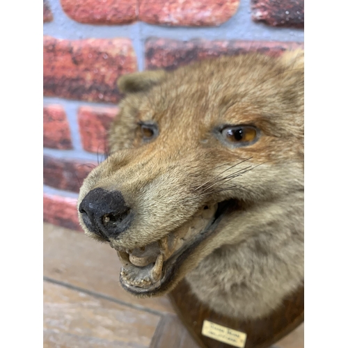 437 - Taxidermy - Fox head mounted on wooden shield plaque, Vulpes Vulpes, by E F Spicer of Leamington Spa... 