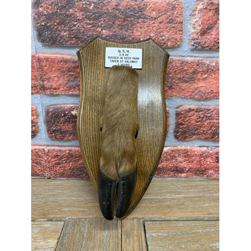 448 - Taxidermy - deer foot mounted on wooden shield plaque, plaque reading 'Q.S.H 3.9.92 Roused In Deer P... 