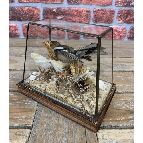 452 - Taxidermy - Chaffinch bird in glazed glass case set amongst butterfly, naturalistic and seashell sur... 