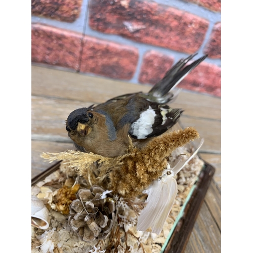 452 - Taxidermy - Chaffinch bird in glazed glass case set amongst butterfly, naturalistic and seashell sur... 