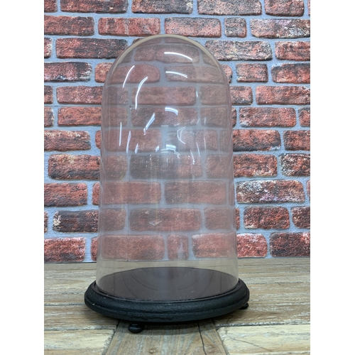 465 - Large glass taxidermy display dome with wooden base, 40cm x 22cm