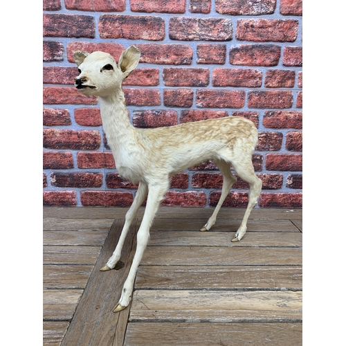 469 - Taxidermy - Fallow Deer Fawn, full mount fawn in standing position, Dama dama, H 63cm x L 60cm