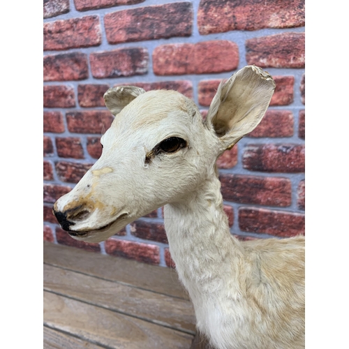 469 - Taxidermy - Fallow Deer Fawn, full mount fawn in standing position, Dama dama, H 63cm x L 60cm