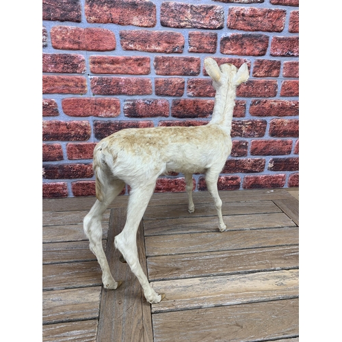 469 - Taxidermy - Fallow Deer Fawn, full mount fawn in standing position, Dama dama, H 63cm x L 60cm