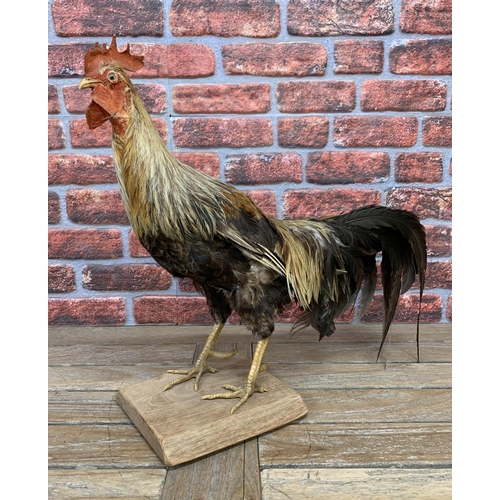 420 - Taxidermy - rooster atop wooden base, Gallus Gallus Domesticus, H 78cm x L 60cm