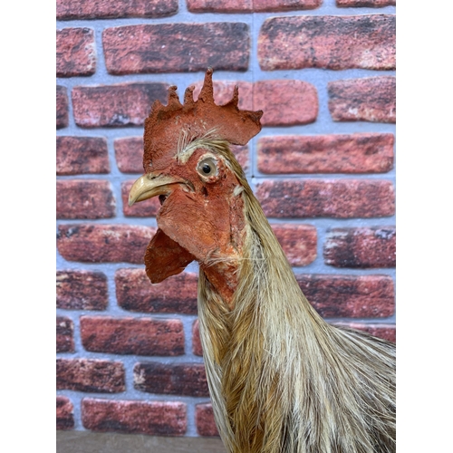 420 - Taxidermy - rooster atop wooden base, Gallus Gallus Domesticus, H 78cm x L 60cm