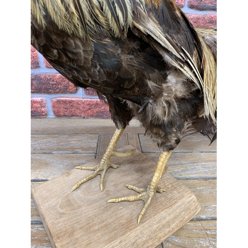 420 - Taxidermy - rooster atop wooden base, Gallus Gallus Domesticus, H 78cm x L 60cm