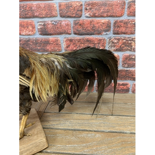 420 - Taxidermy - rooster atop wooden base, Gallus Gallus Domesticus, H 78cm x L 60cm