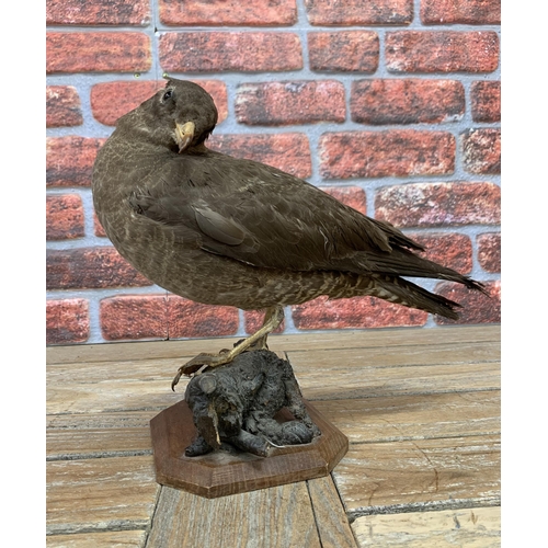 458 - Taxidermy - Great Skua bird on naturalistic base, Stercorarius parasiticus, H 30cm x L 35cm