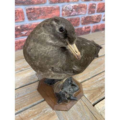 458 - Taxidermy - Great Skua bird on naturalistic base, Stercorarius parasiticus, H 30cm x L 35cm