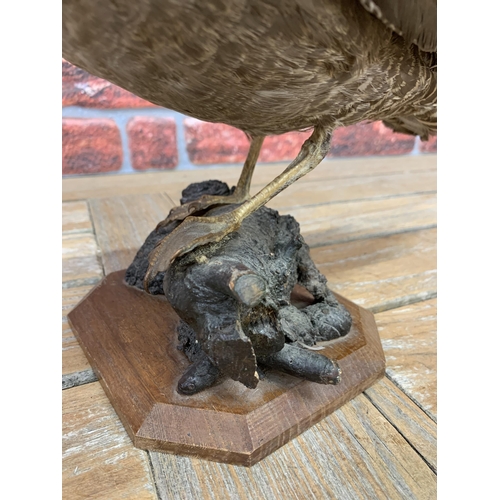 458 - Taxidermy - Great Skua bird on naturalistic base, Stercorarius parasiticus, H 30cm x L 35cm