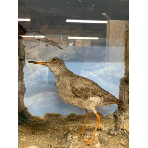 460 - Taxidermy - Common Redshank in glazed case set amongst naturalistic coastal scene, Tringa totanus, 3... 