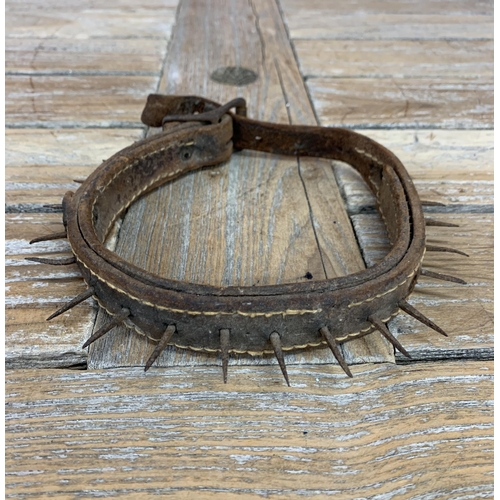 237 - Antique spiked leather fighting dog collar, 52cm long in total