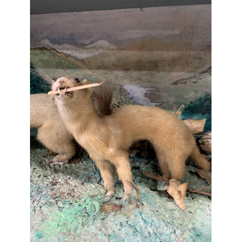 473 - Taxidermy - pair of Ferrets in glazed case amongst naturalistic scene, Mustela putorius furo, W54cm ... 