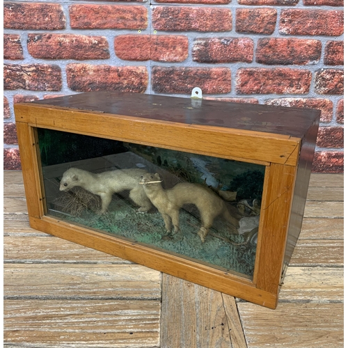 473 - Taxidermy - pair of Ferrets in glazed case amongst naturalistic scene, Mustela putorius furo, W54cm ... 