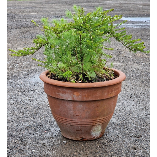 1060 - A large terracotta planter with Greek key detail, H 40cm x W 50cm (planted)