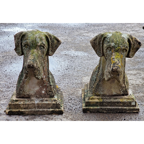 1093 - Exceptional pair of weathered reconstituted stone Great Dane heads raised on stepped square plinths,... 