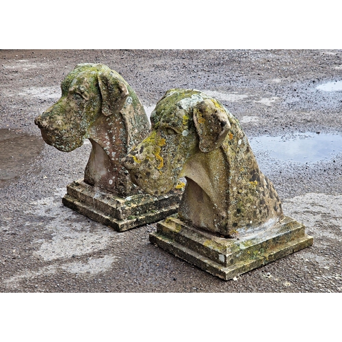 1093 - Exceptional pair of weathered reconstituted stone Great Dane heads raised on stepped square plinths,... 