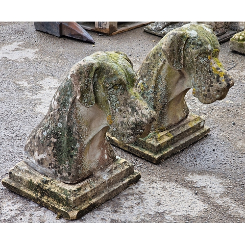 1093 - Exceptional pair of weathered reconstituted stone Great Dane heads raised on stepped square plinths,... 