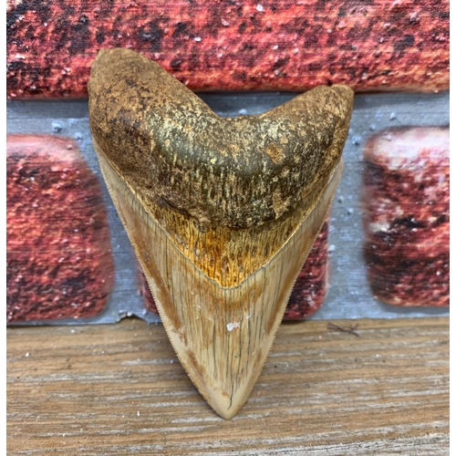 419 - Taxidermy - large Megalodon tooth fossil, Miocene Epoch circa 5-10 million years old, 11cm x 7cm