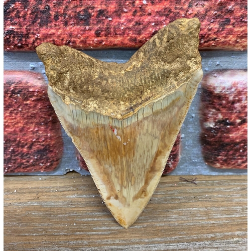 419 - Taxidermy - large Megalodon tooth fossil, Miocene Epoch circa 5-10 million years old, 11cm x 7cm