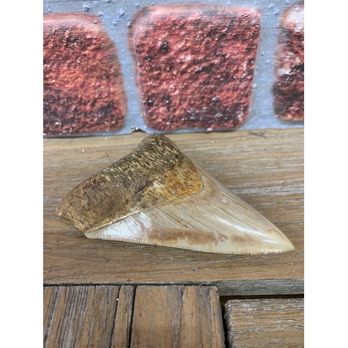 419 - Taxidermy - large Megalodon tooth fossil, Miocene Epoch circa 5-10 million years old, 11cm x 7cm