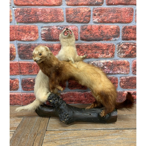 451 - Taxidermy - pair of freestanding Ferrets on naturalistic branch base, Mustela furo, W 50cm x H 45cm