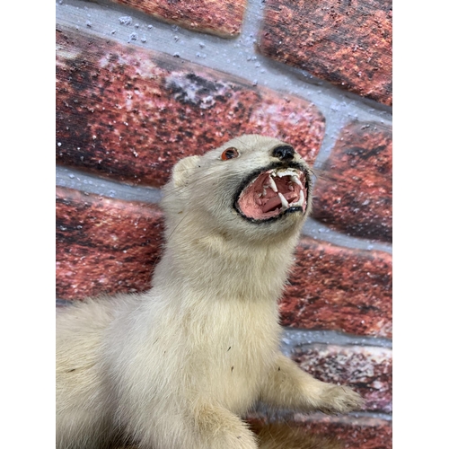 451 - Taxidermy - pair of freestanding Ferrets on naturalistic branch base, Mustela furo, W 50cm x H 45cm